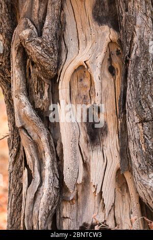 Impression of a face on a tree trunk, Zimbabwe Stock Photo