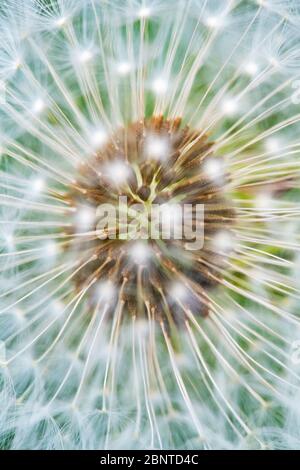Detail of a Dandelions seed head (Taraxacum officinale) showing a beautiful fresh natural pattern. Stock Photo