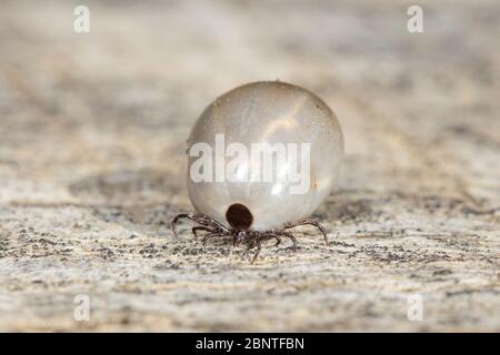 With blood bloated female European castor bean tick or sheep tick (Ixodes ricinus). Stock Photo