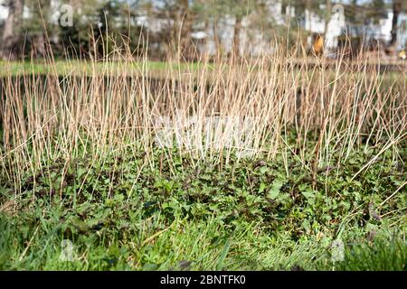 Abstract nature background with dry and green wild grass - natural and tranquil grassland Stock Photo