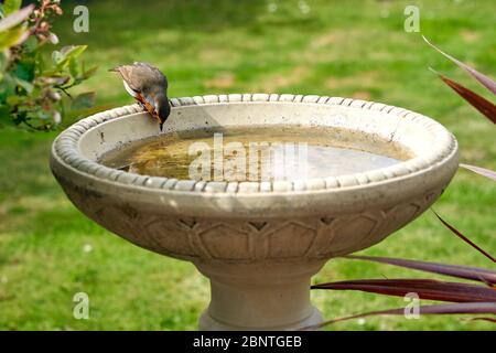 Robin At A Back Garden Bird Bath In South Wales Uk Stock Photo Alamy