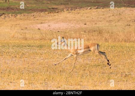 Impalas in Matusadona National Park, Zimbabwe Stock Photo
