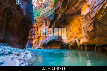 zion narrow  with  vergin river in Zion National park,Utah,usa. Stock Photo