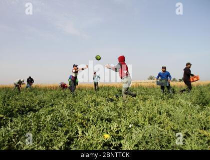 Gaza. 16th May, 2020. Farmers collect watermelons in a field near the southern Gaza Strip city of Khan Younis, on May 16, 2020. Precautionary measures against the COVID-19 have been eased in the Gaza Strip in recent days. Credit: Rizek Abdeljawad/Xinhua/Alamy Live News Stock Photo