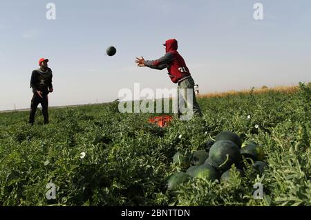 Gaza. 16th May, 2020. Farmers collect watermelons in a field near the southern Gaza Strip city of Khan Younis, on May 16, 2020. Precautionary measures against the COVID-19 have been eased in the Gaza Strip in recent days. Credit: Rizek Abdeljawad/Xinhua/Alamy Live News Stock Photo