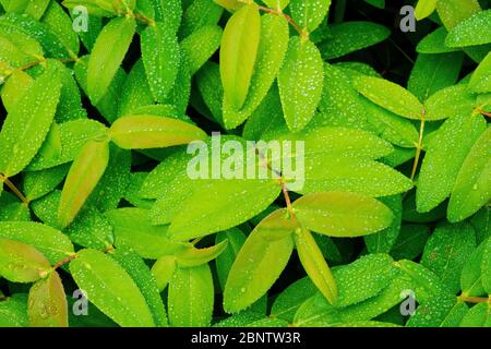 Water droplets on leaf of Hypericum perforatum L. Stock Photo