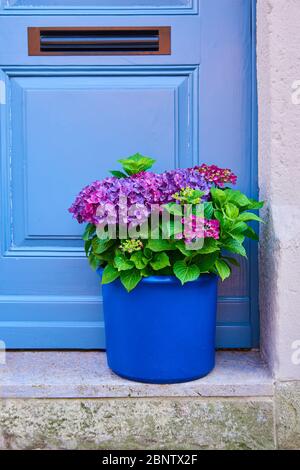 old blue wooden door with mailbox and flowers. Close-Up View of a Front Door of Town House. porch with hydrangea pot on quiet street. Stock Photo