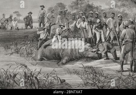 Hunting, Hippopotamus, Natives Hunting Down Hippopotamus On Sobat Stock 