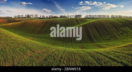 Rolling hills of green wheat fields Stock Photo