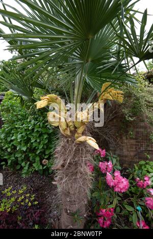 Flower panicles on a hardy fan palm : Trachycarpus Fortunei - Chusan Palm Stock Photo