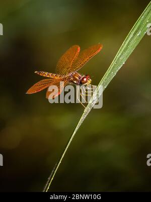 A Halloween Pennant dragonfly rests on a slender leaf against a blurred background Stock Photo