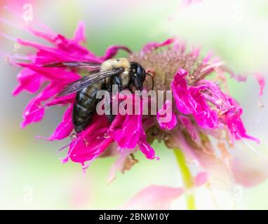 Eastern Bumble Bee is busy drawing nectar from a purple flower Stock Photo