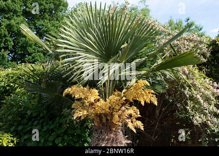 Flower panicles on a hardy fan palm : Trachycarpus Fortunei - Chusan Palm Stock Photo
