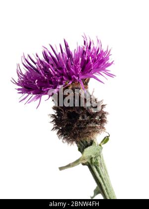 Flower of unrayed form of black knapweed, Centaurea nigra, a summer flowering UK wildflower, on a white background Stock Photo