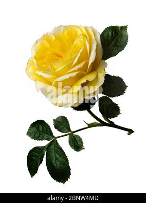 Single flower and leaves of the David Austin English rose, Rosa ;Graham Thomas' on a white background Stock Photo