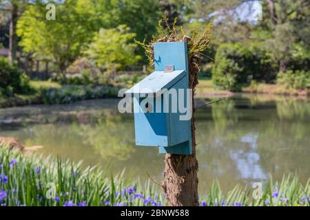 Robins egg blue painted birdhouse beside a pond, spring scenery, bluebird house, horizontal aspect Stock Photo