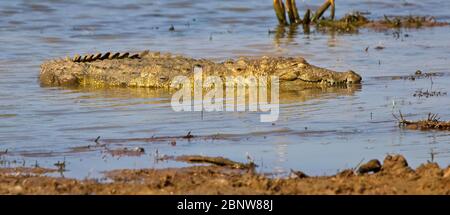 Mugger or Marsh Crocodile (Crocodylus palustris), Uda Walawe National Park, Sri Lanka. Stock Photo