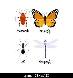 Colorful insects vector set with names isolated on white Stock Vector