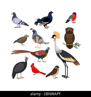 Vector bird isolated icons. Owl and pheasant, bullfinch and crane Stock Vector