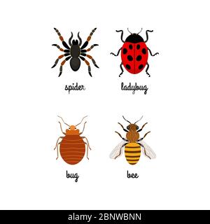 Colorful insects vector set with names isolated on white Stock Vector