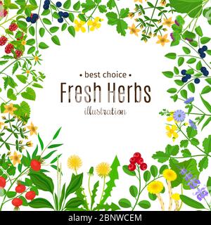 Medical herbs or botanical herb frame with text vector background Stock Vector