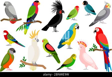 Tropical parrot set with colored feathers and wings. Vector cartoon parrots isolated on white background Stock Vector