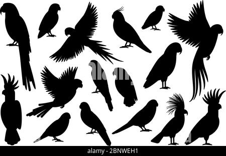 Vector parrot silhouettes of amazon jungle isolated on white background Stock Vector