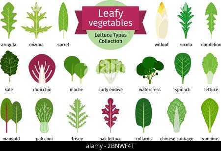Green vegetables leaf set. Natural salad leaves and herbs isolated on white background. Vector illustration Stock Vector