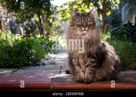 Cat portrait of a female Norwegian forest cat with hairy shaggy long-haired mackerel tabby fur, sitting in a garden. Stock Photo