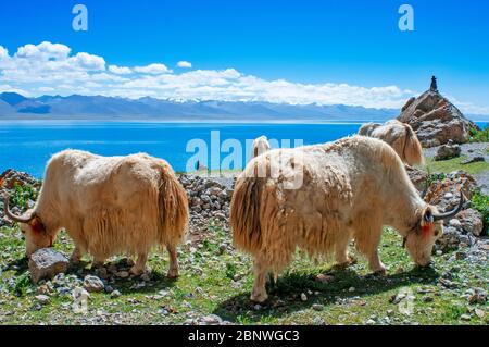 White yaks in Namtso lake or Nam tso lake in Tibet China. Nam Tso Lake is the second largest lake in Tibet, and one of the most famous places on the ' Stock Photo