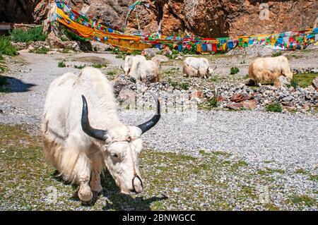 White yaks in Namtso lake or Nam tso lake in Tibet China. Nam Tso Lake is the second largest lake in Tibet, and one of the most famous places on the ' Stock Photo