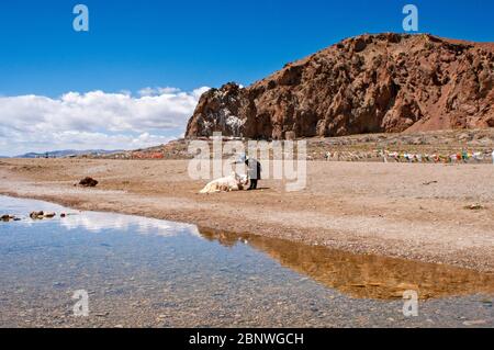 White yak in Namtso lake or Nam tso lake in Tibet China. Nam Tso Lake is the second largest lake in Tibet, and one of the most famous places on the 'R Stock Photo