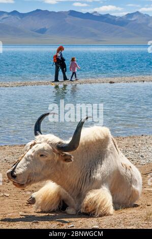 White yak and european tourists in Namtso lake or Nam tso lake in Tibet China. Nam Tso Lake is the second largest lake in Tibet, and one of the most f Stock Photo