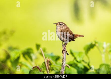Wren foraging in mid Wales at springtime. Stock Photo