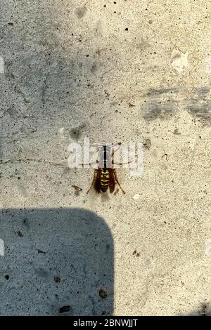 Close up of a Yellowjacket is sitting on a concrete wall. It is an introduced species to North America and is also known as a European Wasp. Stock Photo