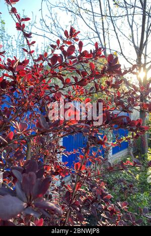 The rays of the sun at sunset break through the young red foliage of trees. Stock Photo