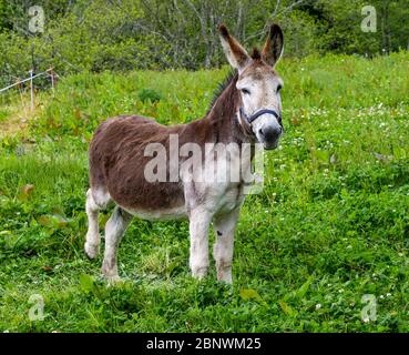 Donkey standing in a field of clover Stock Photo