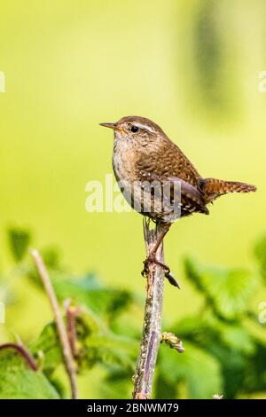 Wren foraging in mid Wales at springtime. Stock Photo