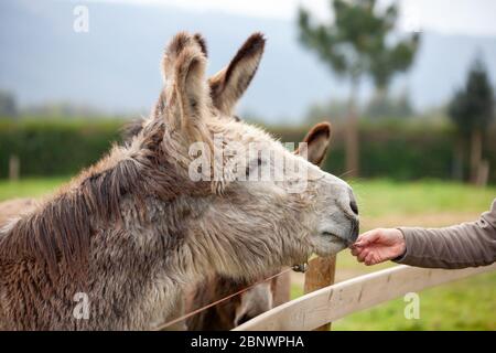 Family of donkeys outdoors in spring. Stock Photo