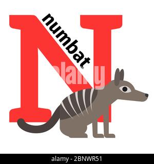 English animals zoo alphabet with letter N. Numbat vector illustration Stock Vector