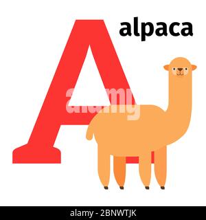 English animals zoo alphabet with letter A. Alpaca vector illustration Stock Vector