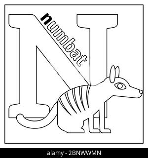 Coloring page or card for kids with English animals zoo alphabet. Numbat, letter N Vector illustration Stock Vector