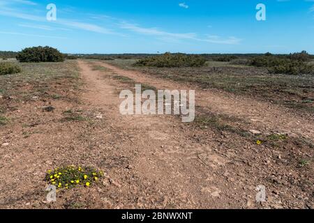 Hoary Rockrose plant by a dirt road in a barren landscape Stock Photo