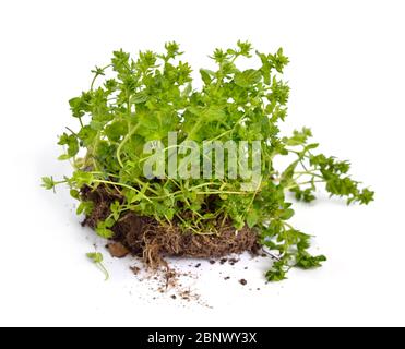 Veronica agrestis plant. Isolated on white background Stock Photo