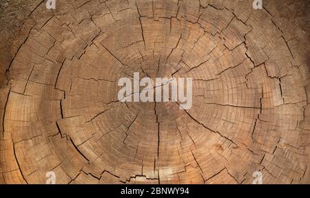 Overhead close up of the inside of a big tree bark after cutting it revealing the cracks and concentric circles that are developed over time, 5K Stock Photo