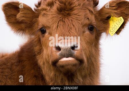 Loch Achray, Stirlingshire, UK. 16th May, 2020. Pictured: Despite a now dead tourist hotspot, life goes on as new baby cute cuddly highland cows rest in the green fields on the banks of Loch Achray that would normally be grid locked in traffic on the very popular Heart 200 Route within the Loch Lomond and the Trossachs National Park. The government restrictions of the coronavirus (COVID19) lockdown have greatly affected the Scottish tourism industry to the point of collapse. Credit: Colin Fisher/Alamy Live News Stock Photo