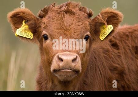 Loch Achray, Stirlingshire, UK. 16th May, 2020. Pictured: Despite a now dead tourist hotspot, life goes on as new baby cute cuddly highland cows rest in the green fields on the banks of Loch Achray that would normally be grid locked in traffic on the very popular Heart 200 Route within the Loch Lomond and the Trossachs National Park. The government restrictions of the coronavirus (COVID19) lockdown have greatly affected the Scottish tourism industry to the point of collapse. Credit: Colin Fisher/Alamy Live News Stock Photo