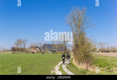 People walking along a field with cows in Groningen, Netherlands Stock Photo
