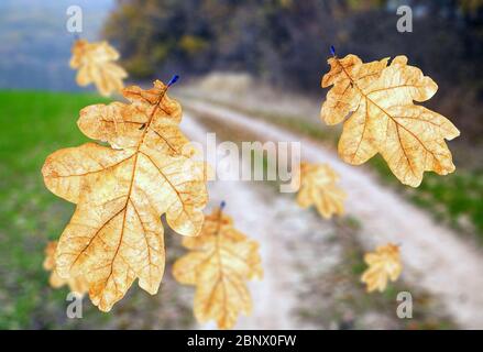 Falling dry oak leaf on a background of a rural road Stock Photo