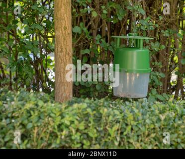 Box tree moth trap seen hanging over a low growing box hedge. Stock Photo